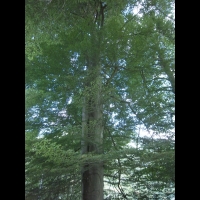 Hetre fougere, Fagus sylvatica Asplenifolia (fam. Fagacees) (Europe) (3)